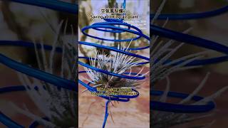 空氣鳳梨積水爛心 河豚 x AP小精靈 Tillandsia ehlersiana x ionantha AP air plants in Taiwan [upl. by Inna]