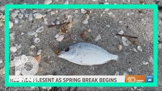 Spring breakers battle red tide on Tampa Bay area beaches [upl. by Jochbed]