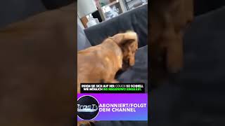 Hund gräbt sich in Couch ein 😂 hunde deutsch deutschland tiere [upl. by Ttevi]