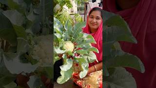 Harvest Huge Cauliflower on Your Rooftop My Proven Container Gardening Tips organicfarming [upl. by Khalin]