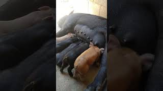 BREASTFEEDING OF PIGS pig animals [upl. by Nurat]