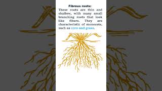 Plant Root and their types plants [upl. by Manvel]