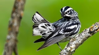 Black and White Warbler Bird 2024 [upl. by Aidualc]