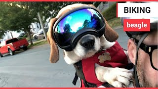 Dog cruises around town in cute goggles  SWNS TV [upl. by Akemor]