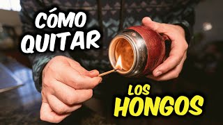 Cómo QUITAR HONGOS en tu MATE [upl. by Aissak]