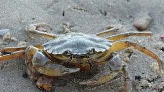 Catching mud Crab 🦀 in mangrove [upl. by Mozza]