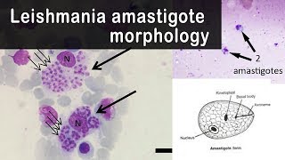 Leishmania amastigote morphology [upl. by Marr]