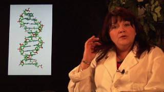 DNA Structure amp Testing  How Does DNA Replication Work [upl. by Kristoforo]