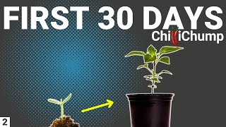 First 30 Days of Growing Chilli Peppers  Episode 2 [upl. by Valery831]