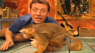 Zoboomafoo with the Kratt Brothers CAPUCHIN MONKEYS  Full Episodes Compilation [upl. by Dnalon950]