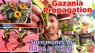 Gazania Basal Propagation  Gazania Stem Cutting  Gazania Plant Propagation  Growing Gazania Plant [upl. by Ahselet]