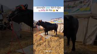 International Pushkar Mele Me Aya 25 Crore Ka Bhesa 🇮🇳💪😮😮🇮🇳shorts animaldesipets buffaloviral [upl. by Eliseo]