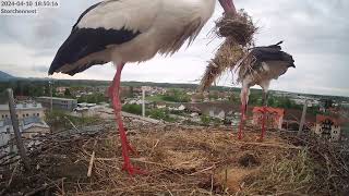 Storchennest Freilassing  Heute noch kein Ei  10042024 [upl. by Faruq]