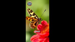 Discover the Amazing Zebra Longwing Butterfly [upl. by Orlosky293]