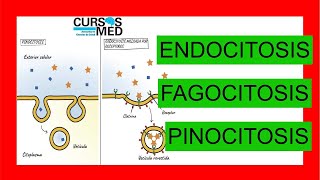 ENDOCITOSIS FAGOCITOSIS Y PINOCITOSIS explicado FACIL ✅ 5 [upl. by Arabrab]