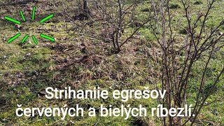 Strihanie egrešov červených a bielych ríbezlí [upl. by Odrarebe188]