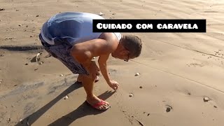 cuidado com caravela na praia [upl. by Trudie401]