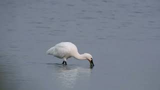 Eurasian Spoonbill from Velavadar National Park [upl. by Merv]