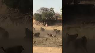 lion steals leopards food from tree 40 wildanimals animals [upl. by Lela]