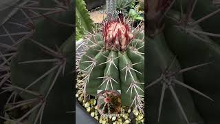 “Melocactus after 6 months cactusmania melocactus cactus euphorbia succulent plantlover [upl. by Maryn490]