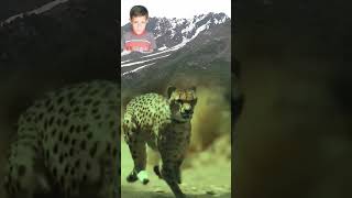 How Wild Life Cheetah Run Fast [upl. by Cacia268]