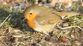 Rotkehlchen  Rotbrüstchen Erithacus rubecula [upl. by Ilyah105]