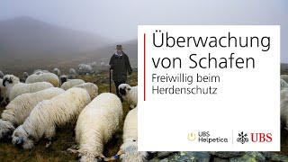 Ein Tag im Herdenschutzprogramm  UBS Helpetica [upl. by Enahsal]