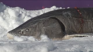 Sturgeon spearing season ends [upl. by Aschim783]