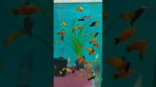 trending cutebaby youtubeshorts trendingvideo viralvideo youtubevideo youtube diwali fish [upl. by Augy]