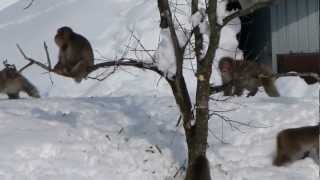 Japanese Snow Monkeys Fighting ニホンザル群れの喧嘩 [upl. by Ardnayek71]