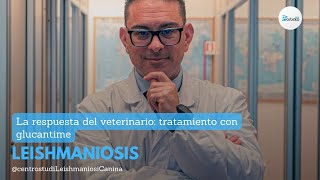 La respuesta del veterinario tratamiento con glucantime [upl. by Procto150]