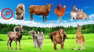 Animal world Cat Dog Rabbit Horses Chicken Goat Tiger Parrot Monkey Lion  Animal sounds [upl. by Kreiner714]