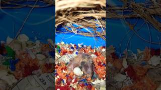 Zebra Finches Breeding Progress  Pineapple Conure shorts zebrafinch pineappleconure [upl. by Cavil]