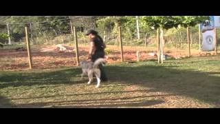 Adiestramiento de perrros Obediencia Siberian Husky [upl. by Alrich762]