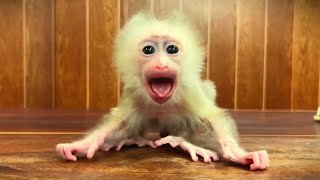 My god Tiny baby monkey get need for milk [upl. by Ragas119]