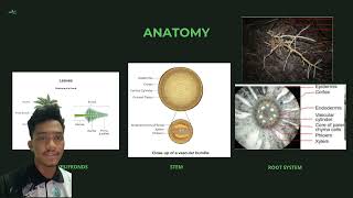 AGR499 Morphology Anatomy Photosynthesis and Phenology of Oil Palm [upl. by Akinimod]