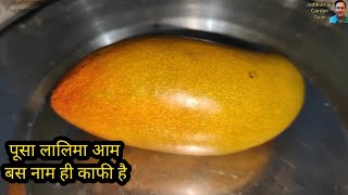 Pusa Lalima Mango बेहतरीन स्वाद का आम [upl. by Yerot463]