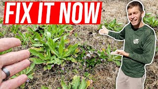 How to Fix an Ugly Thin Bermuda Grass Lawn [upl. by Novart735]