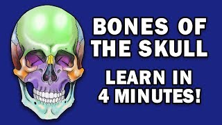 BONES OF THE SKULL  LEARN IN 4 MINUTES [upl. by Airad351]