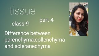 tissue parenchyma collenchyma scleranchyma htet cbse dsssb emrskvs2023 class9 chapter6 [upl. by Aysab]