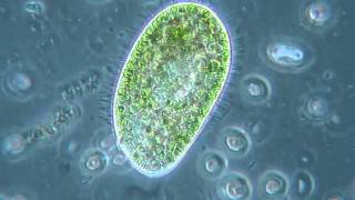 Paramecium bursaria  sensibilità alla luce [upl. by Thurman]