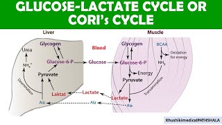 Coris Cycle  Glucose and lactate regulation during Excercise [upl. by Eanore]