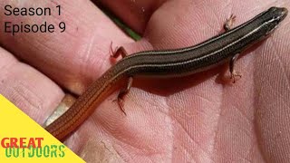 Florida reptiles Skinks all of floridas skinks [upl. by Dalury]