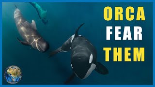 Why Do Pilot Whales TERRIFY Orca [upl. by Tonie346]