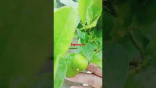 subscribe 🙏binasworld plantvideo [upl. by Eldorado]