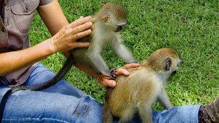 Baby Monkeys Make Friends in Orphanage  BBC Earth [upl. by Akenat]