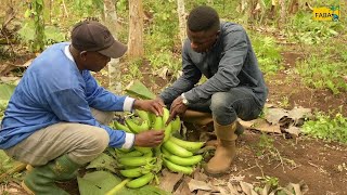 FABA  Protéger Planifier et Récolter la banane plantain [upl. by Flss62]