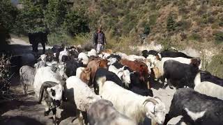 🐐 Embouteillage de chèvres sur le circuit de lAnnapurna  😂 [upl. by Attenreb]