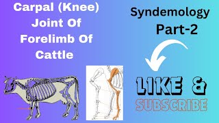 Joints Of Forelimb Part 2Carpal Joint KneeSyndesmology Veterinary AnatomyArthrology [upl. by Stoddard248]