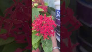 gardening viralvideo youtubeshorts trending tannuparveen [upl. by Ahsart]